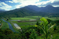 lush valley rice 1980s 1990s A4 Photo Print