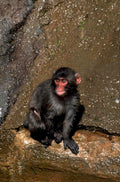 macaque monkey rock1980s 1990s A4 Photo Print