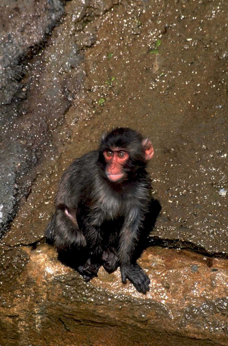 macaque monkey rock1980s 1990s A4 Photo Print
