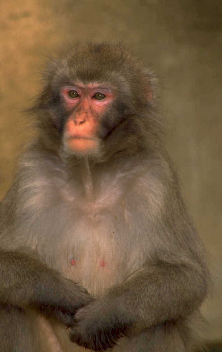 macaque portrait belly 1980s 1990s A4 Photo Print