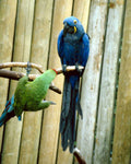 macaw parrot branch1980s 1990s A4 Photo Print
