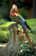 macaw portrait blueyellow Vintage A4 Photo Print