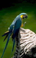 macaw rock tropical 1980s 1990s A4 Photo Print