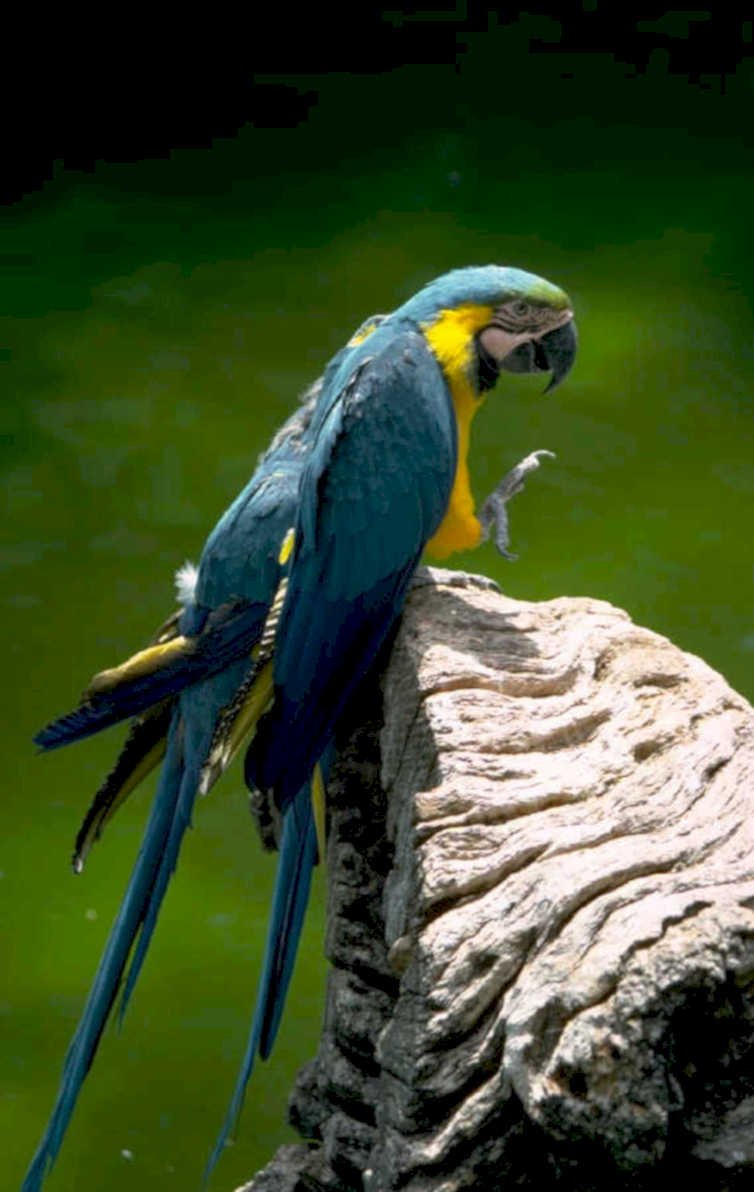 macaw rock tropical 1980s 1990s A4 Photo Print
