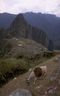 machu picchu llama 1980s 1990s A4 Photo Print