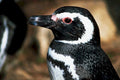 magellanic penguin portrait1980s 1990s A4 Photo Print