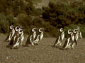 magellanic penguins patagonia1980s 1990s A4 Photo Print