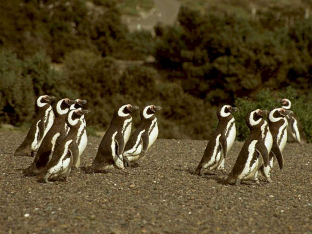 magellanic penguins patagonia1980s 1990s A4 Photo Print