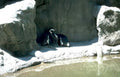 magellanic penguins shelter Vintage A4 Photo Print