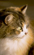 maine coon cat 1980s 1990s A4 Photo Print