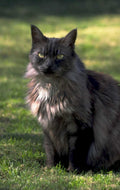 maine coon portrait 1980s 1990s A4 Photo Print 42