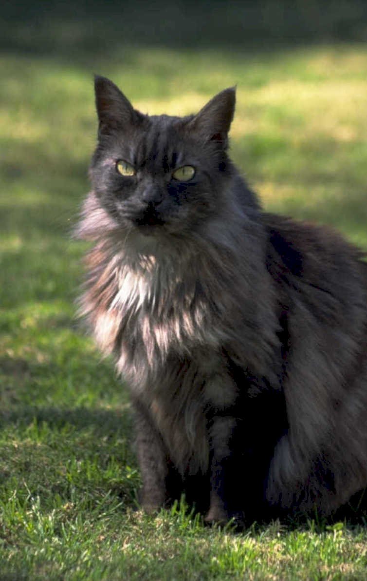 maine coon portrait 1980s 1990s A4 Photo Print 42