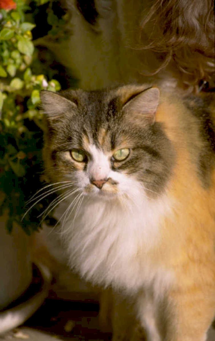 maine coon portrait 1980s 1990s A4 Photo Print