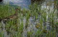 mallard duck everglades Vintage A4 Photo Print