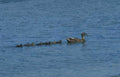 mallard duck family Vintage A4 Photo Print