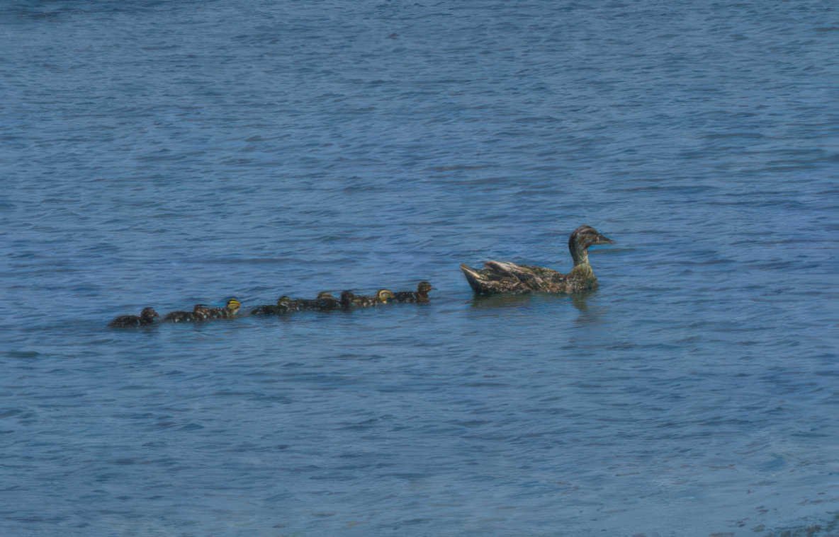 mallard duck family Vintage A4 Photo Print