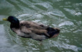 mallard duck pond 1 GIGA 2