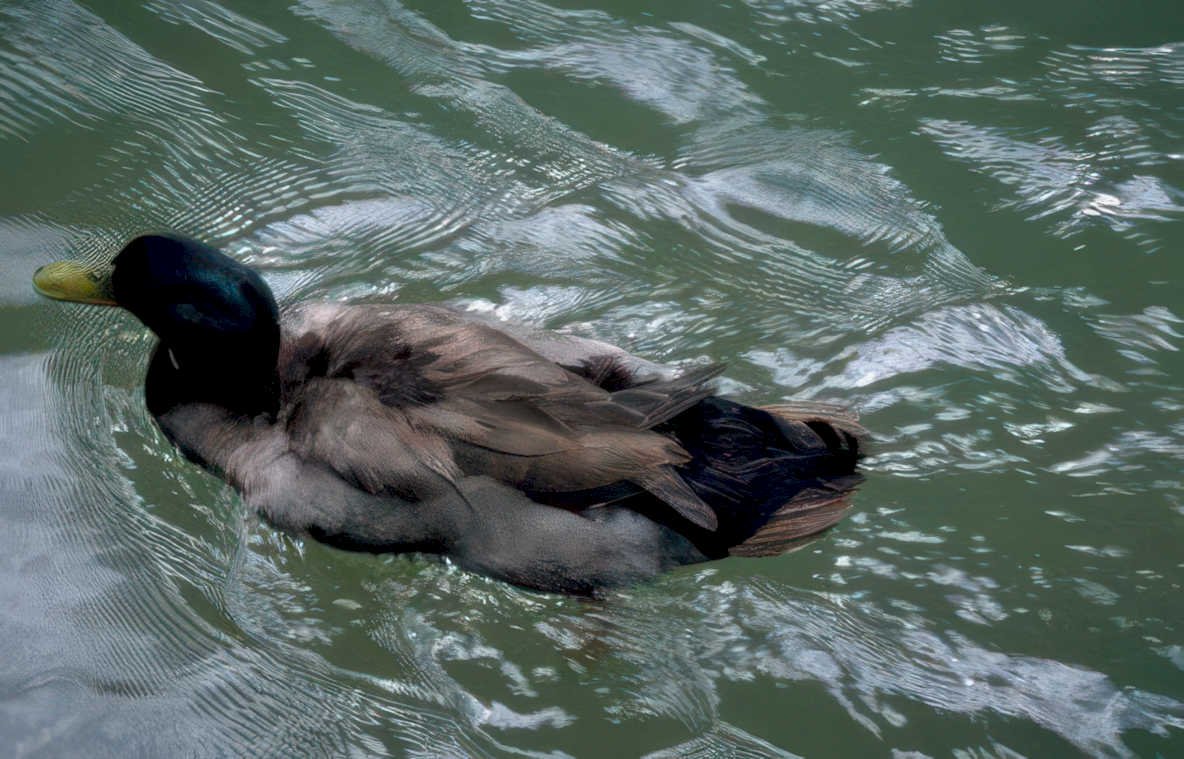 mallard duck pond 1 GIGA 2