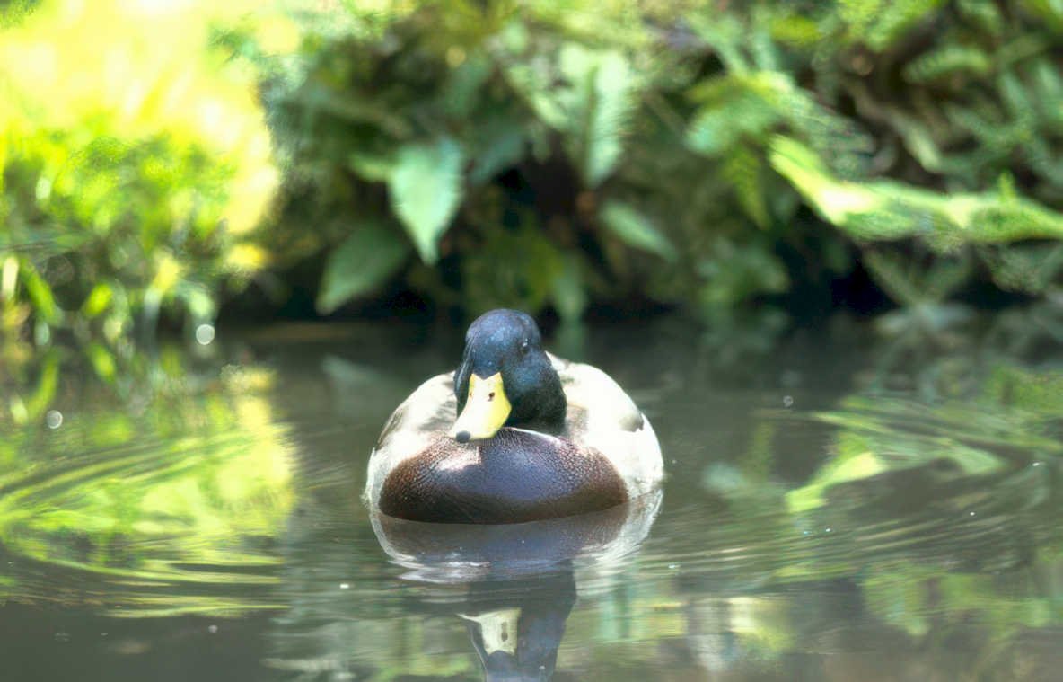 mallard duck pond 1 Vintage A4 Photo Print
