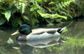 mallard duck pond 2 Vintage A4 Photo Print