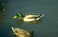 mallard duck pond 3 Vintage A4 Photo Print