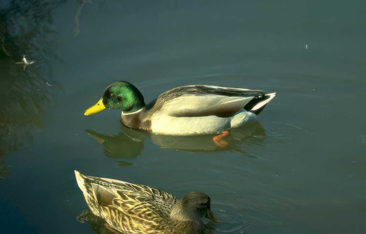 mallard duck pond 3 Vintage A4 Photo Print