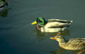 mallard duck pond 4 Vintage A4 Photo Print