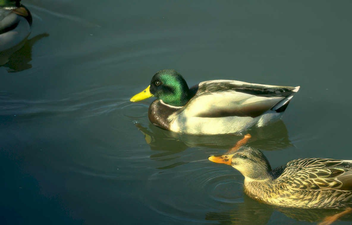 mallard duck pond 4 Vintage A4 Photo Print