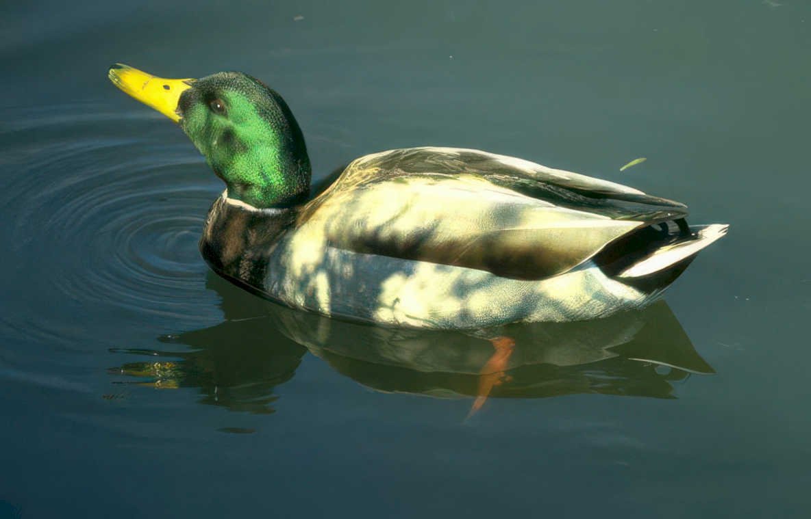mallard duck pond 5 Vintage A4 Photo Print