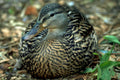 mallard duck portrait1980s 1990s A4 Photo Print