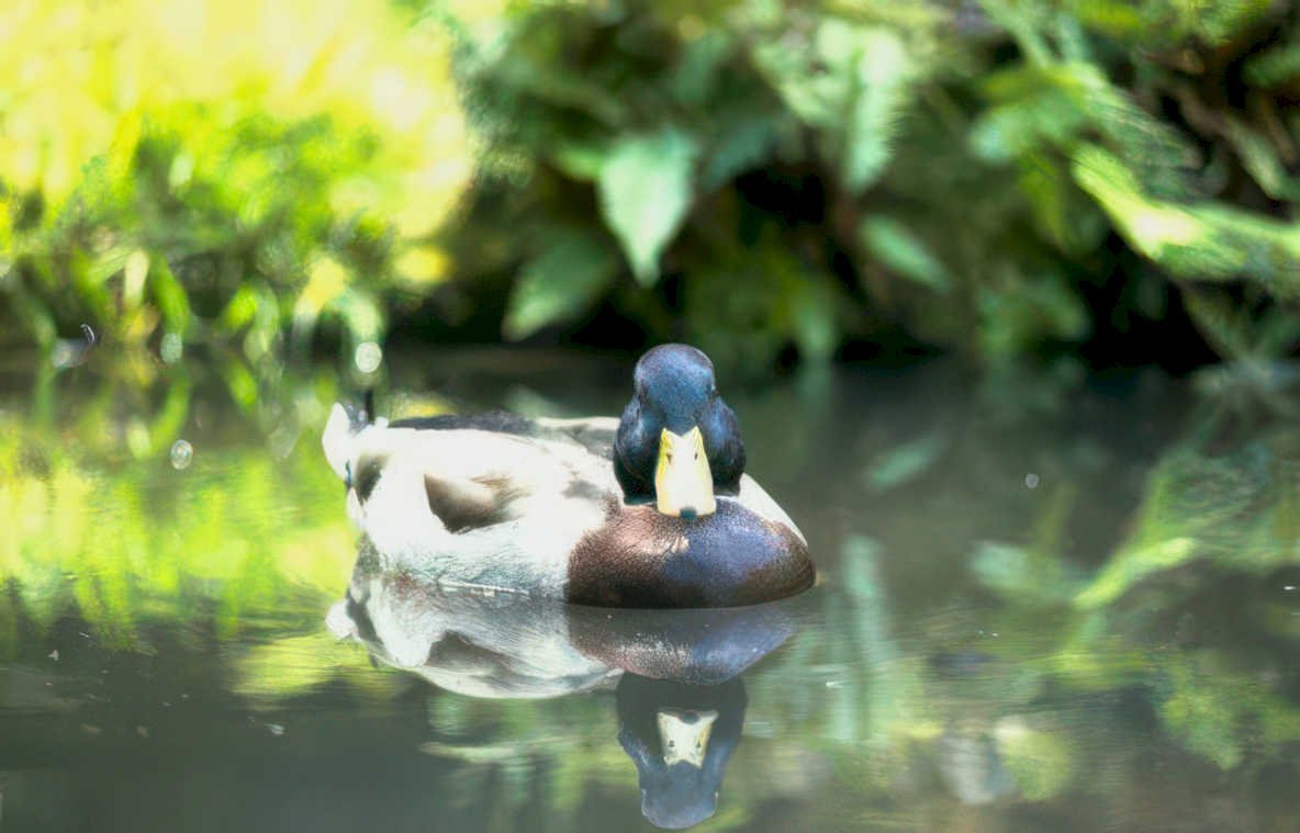 mallard duck reflection 1 Vintage A4 Photo Print