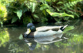 mallard duck reflection 2 GIGA 2