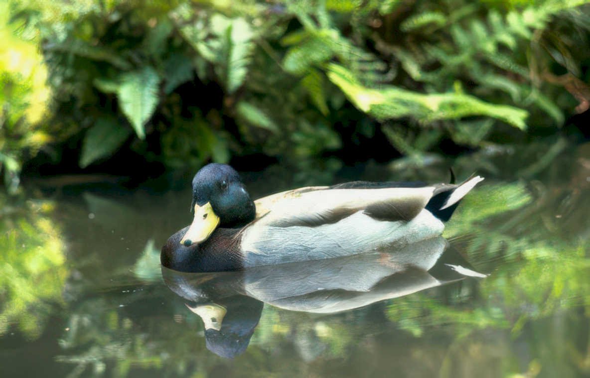 mallard duck reflection 2 GIGA 2