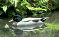 mallard duck reflection 2 Vintage A4 Photo Print