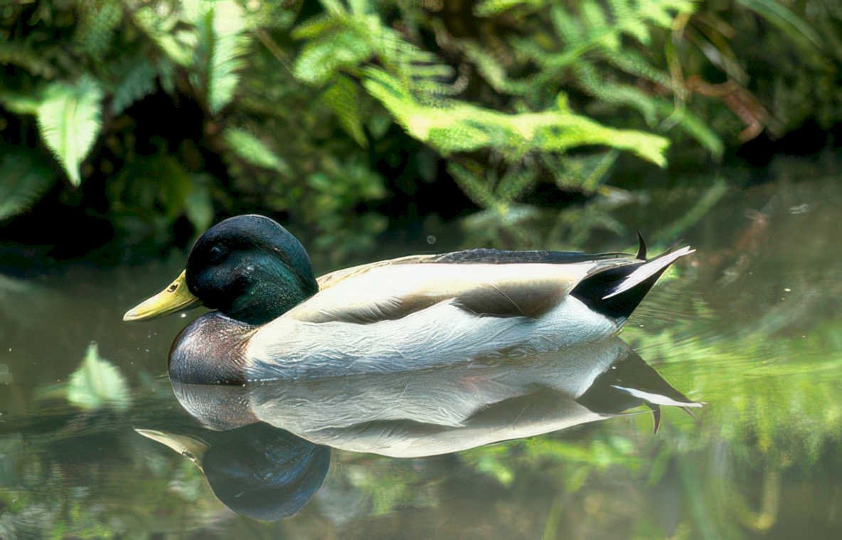 mallard duck reflection 2 Vintage A4 Photo Print