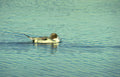 mallard duck reflection 3 Vintage A4 Photo Print