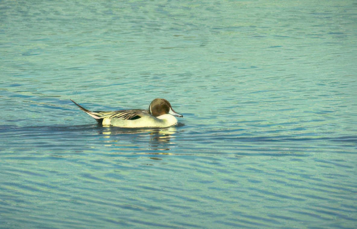 mallard duck reflection 3 Vintage A4 Photo Print
