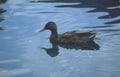 mallard duck reflection 4 Vintage A4 Photo Print