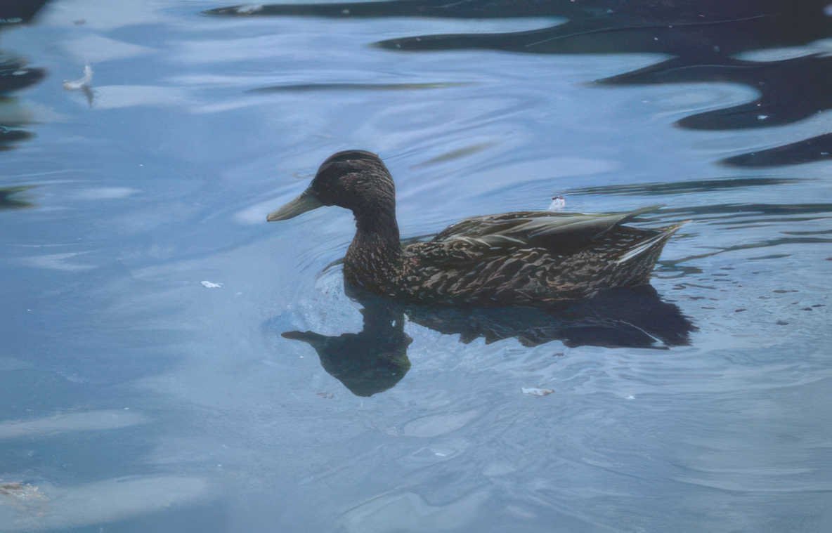 mallard duck reflection 4 Vintage A4 Photo Print