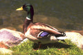 mallard duck riverbank 1980s 1990s A4 Photo Print