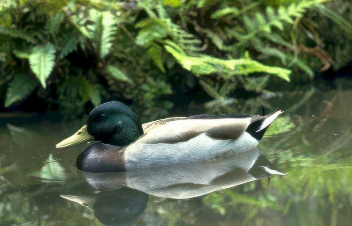 mallard duck water 2 Vintage A4 Photo Print