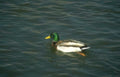 mallard duck water 3 Vintage A4 Photo Print