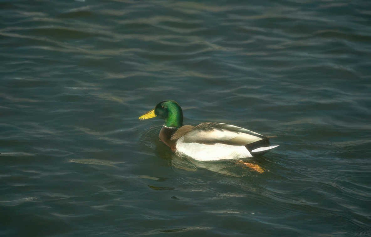 mallard duck water 3 Vintage A4 Photo Print