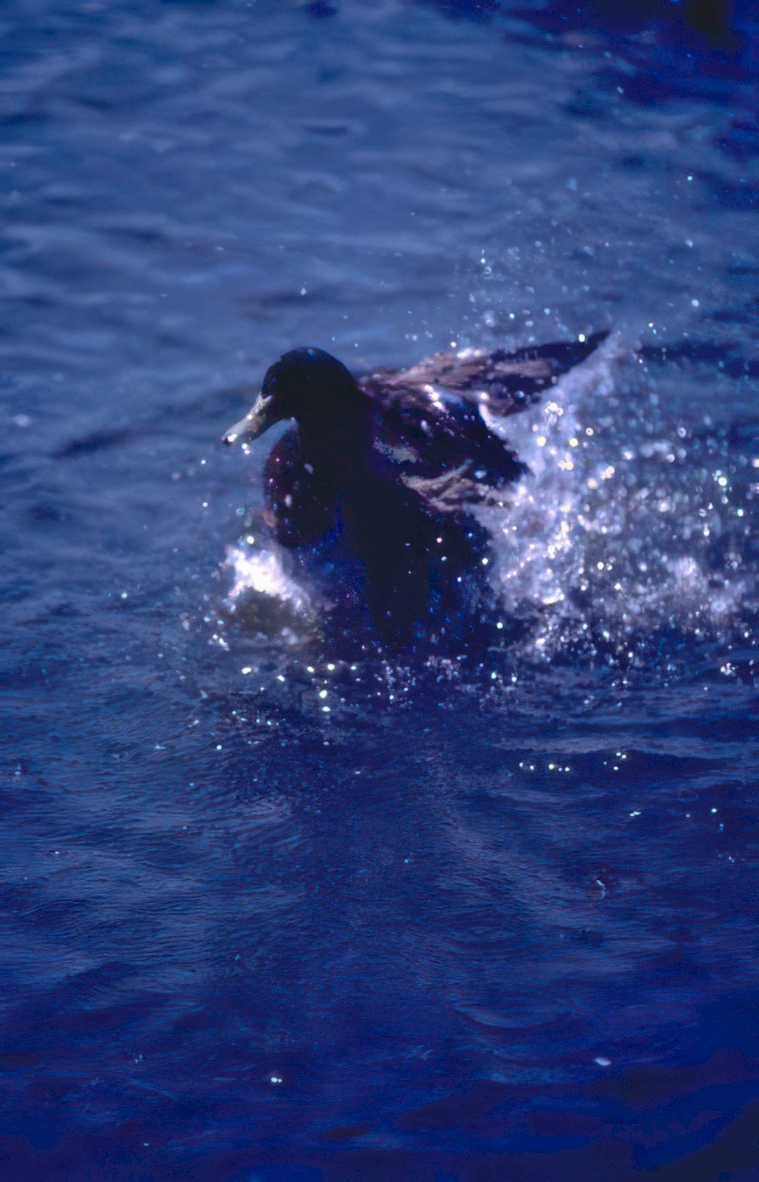 mallard duck water Vintage A4 Photo Print