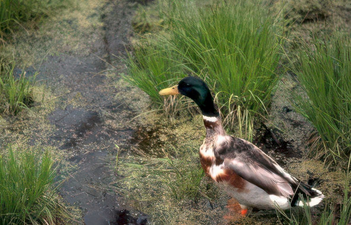 mallard duck wetland Vintage A4 Photo Print