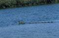 mallard ducklings river Vintage A4 Photo Print
