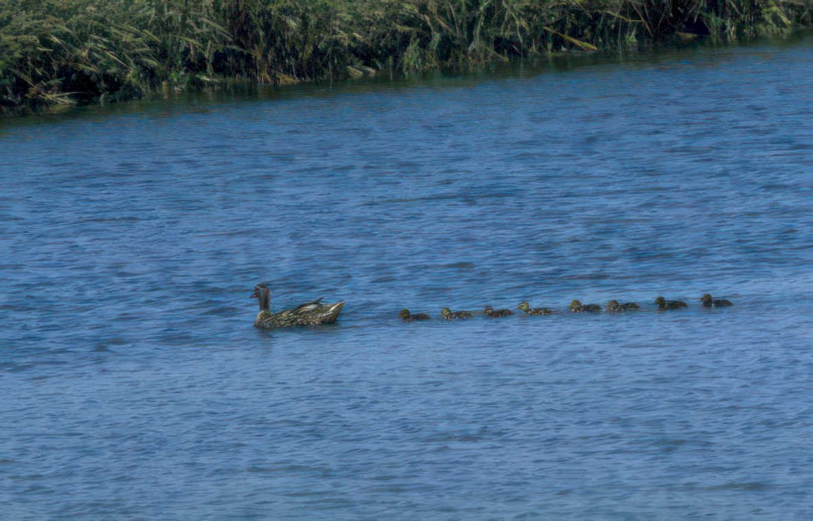 mallard ducklings river Vintage A4 Photo Print