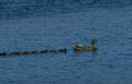 mallard ducklings water Vintage A4 Photo Print