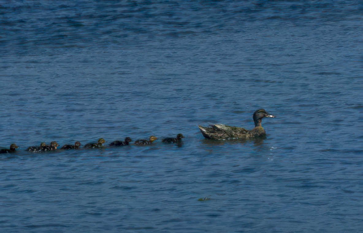 mallard ducklings water Vintage A4 Photo Print