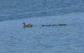 mallard ducklings waterfowl Vintage A4 Photo Print
